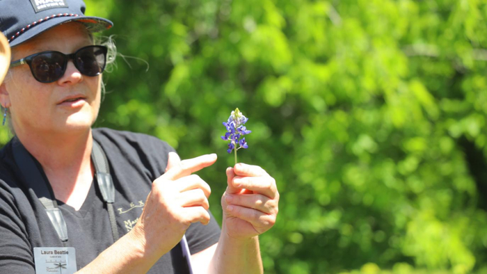 自然学家劳拉·比蒂（Laura Beattie）手拿一枝蓝帽花。