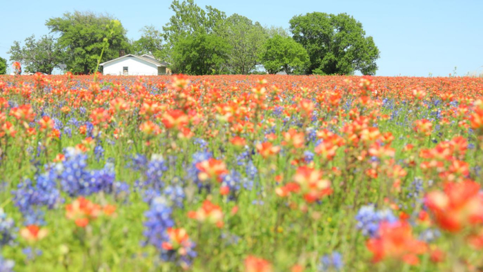 得州东北部小城恩尼斯的蓝帽花径节期间拍摄的野花草甸。