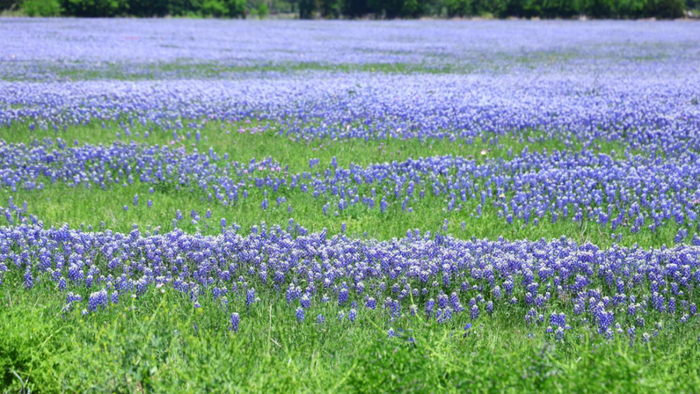 蓝帽花盛开的野花草甸。