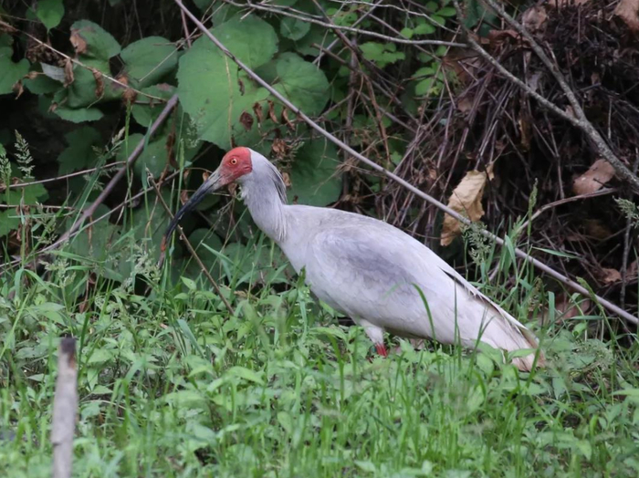 一只朱鹮在北京动物园朱鹮馆新馆中散步。受访者供图