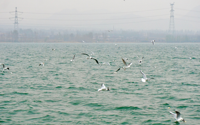 鸟儿们在波涛起伏的“海”面上飞舞。新京报记者 田杰雄 摄