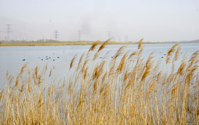 水库湿地深处，岸边芦苇飘摇。新京报记者 田杰雄 摄