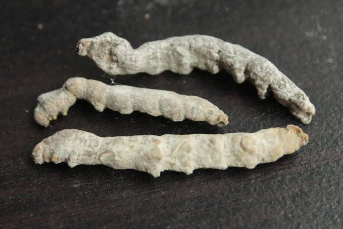 来源：综合白鹿视频、九派新闻、百度百科