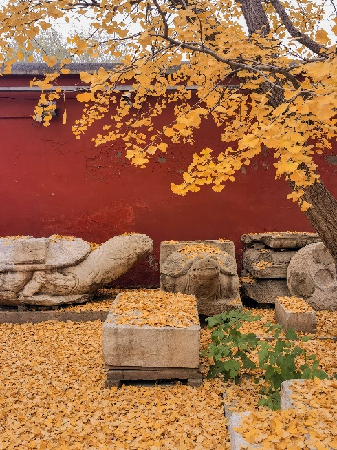 五塔寺的秋，郑瑞山/摄