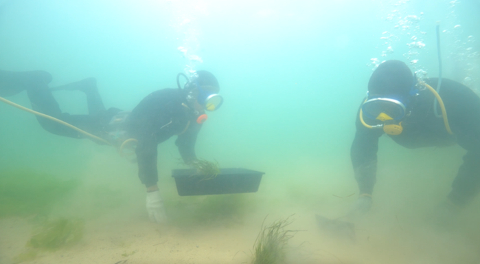 山东东楮岛海草床修复现场