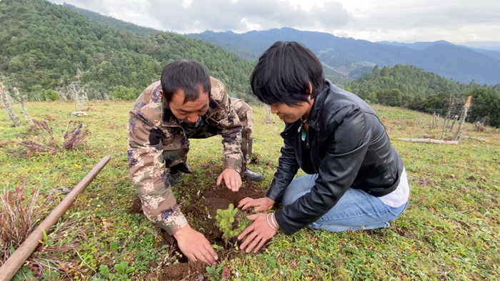 新种植的云杉需至少十年以上成林
