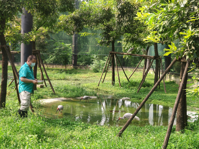 北京动物园朱鹮馆新馆营造了近自然环境。受访者供图