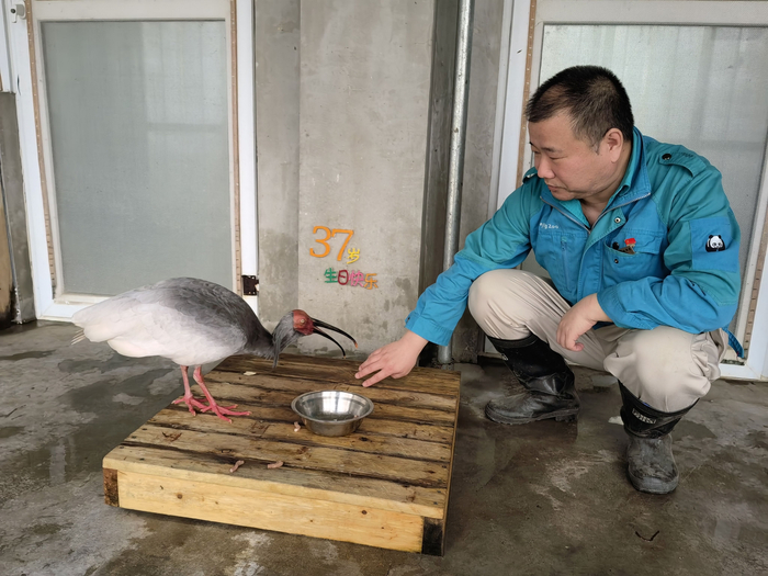 朱鹮班班长毛宇和”平平“。受访者供图