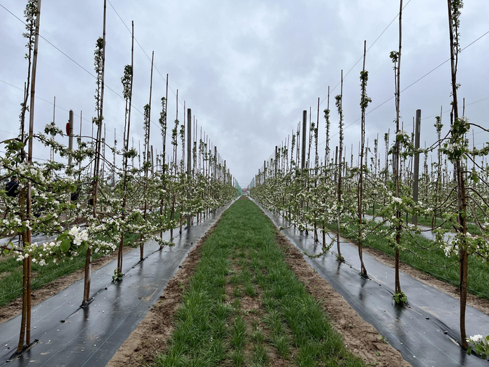 改造完成的果园。颉满斌 摄