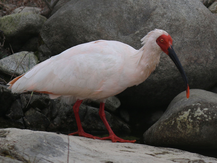 朱鹮的面部、喙的尖端和长长的腿呈鲜红色，十分醒目。崔多英 摄