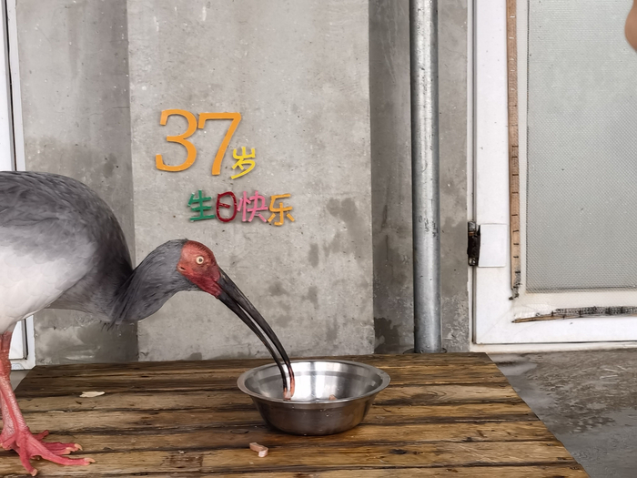 朱鹮班饲养员为“平平”的笼舍布置了生日祝福语。受访者供图