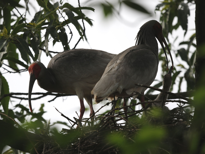 崔多英在陕西洋县拍摄到朱鹮育雏场景。受访者供图