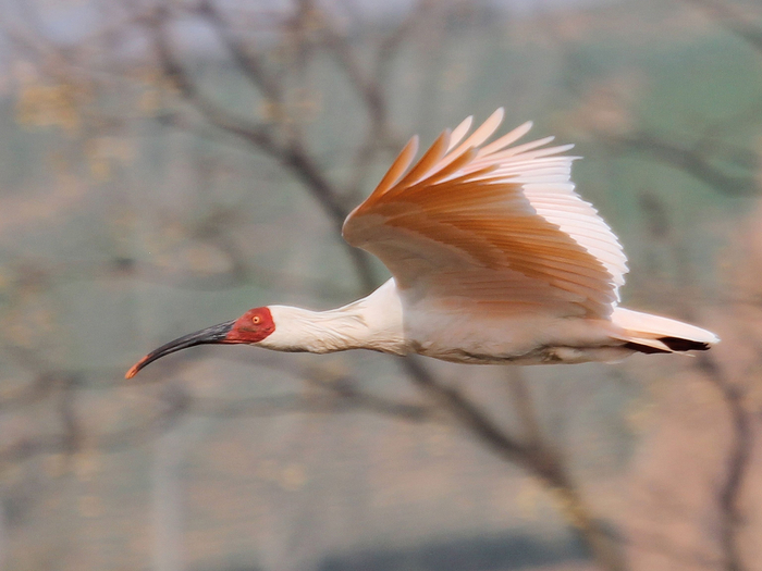 在陕西洋县，一只朱鹮正展翅飞翔。崔多英 摄