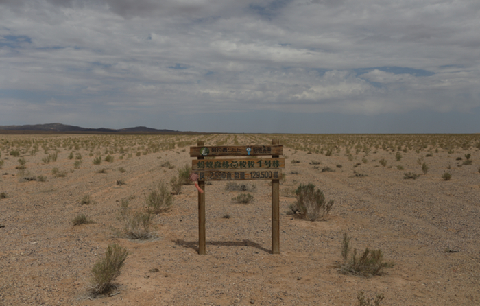 位于内蒙古阿拉善的蚂蚁森林1号林