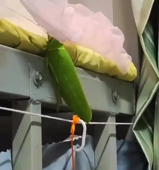 女大学生在寝室发现巨拟叶螽（图源网络）