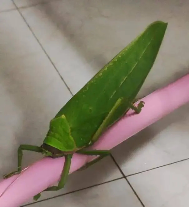 女大学生在寝室发现巨拟叶螽（图源网络）