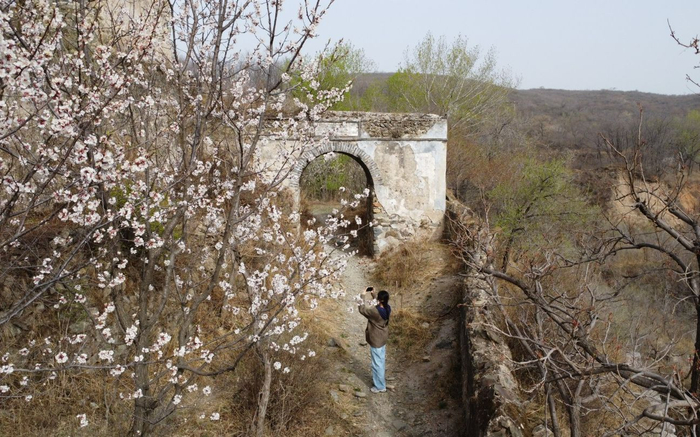 潭王古道，一处城关前，游客在拍摄山桃花。新京报记者 王颖 摄