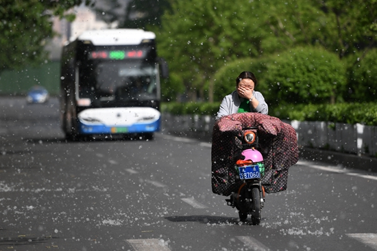     4月17日，太原，市民在漫天飞舞的杨絮中出行。视觉中国供图