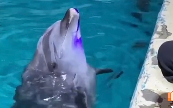 吻部涂有龙胆紫溶液的小e。官方微博视频截图