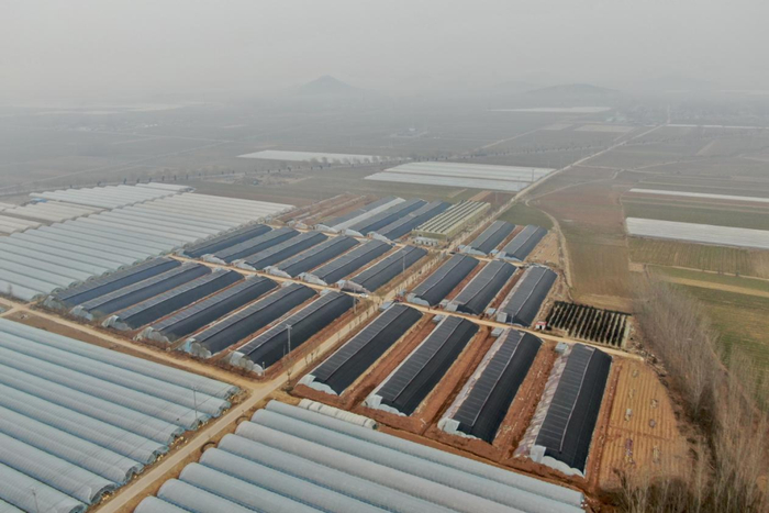 【支部领办合作社】肥城市王庄镇张庄村:羊肚菌种植助力村集体增收