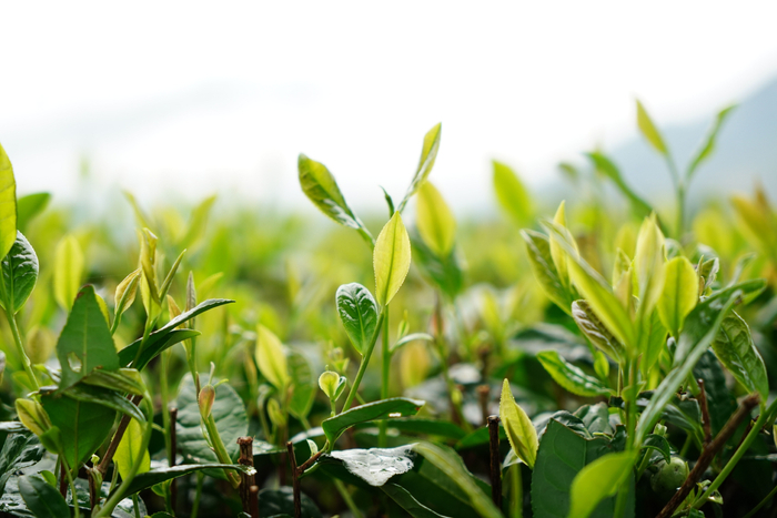 松阳茶