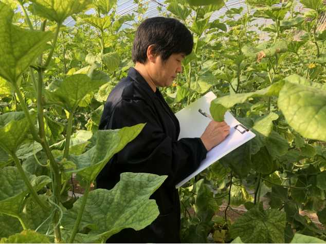 图注：刘天英在农田中记录蔬菜生长数据。