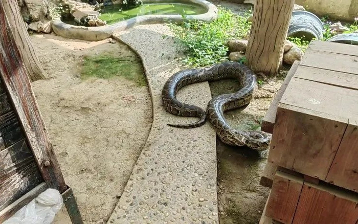 梧州工人发现的缅甸蟒。  受访者供图