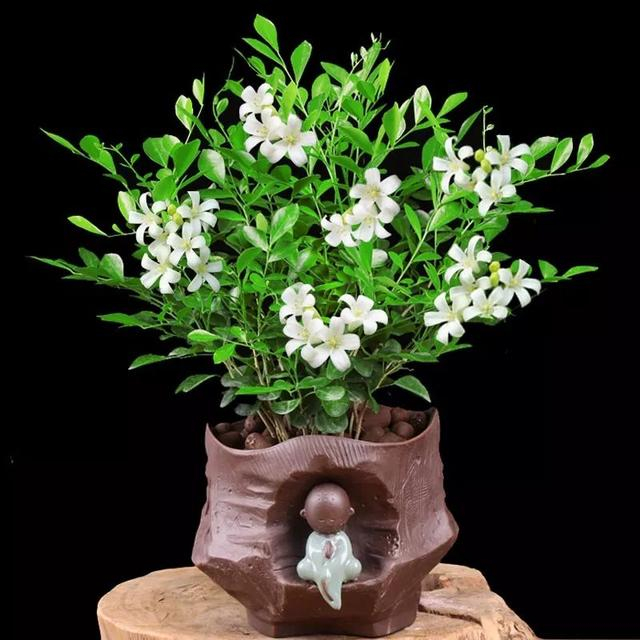 5种“白色香水花”，春天入手，夏天就开花，整个院子都是香味！