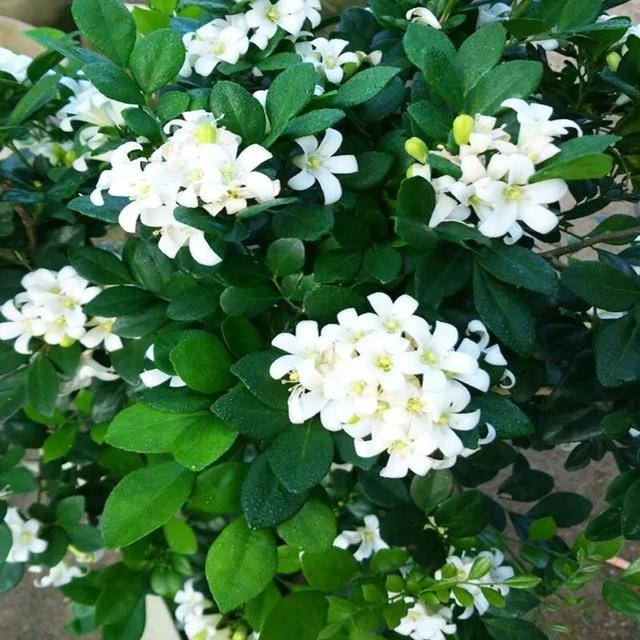 5种“白色香水花”，春天入手，夏天就开花，整个院子都是香味！|九里香|养护|花朵|栀子花|狗牙花_新浪新闻