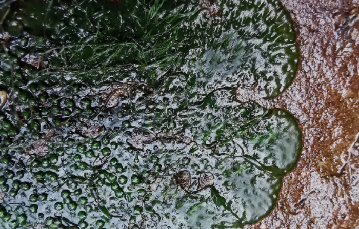 水苔花的植物形态。孙航 摄