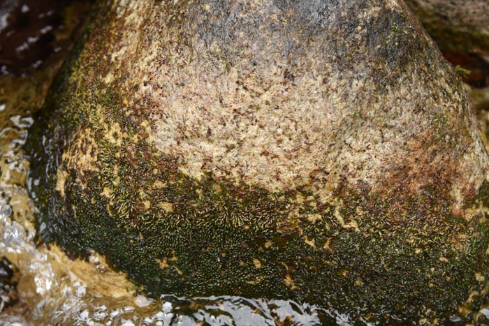 水苔花会随着水位下降依次开花。陈俊通 摄