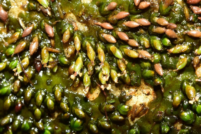 水苔花的花和果。陈俊通 摄