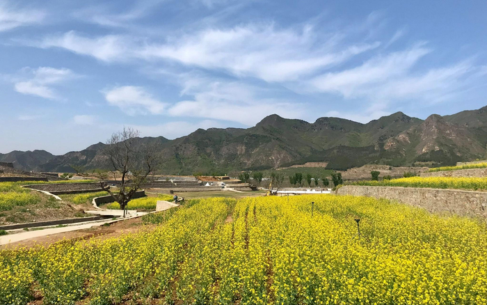 油菜梯田花海景观。新京报记者 王颖 摄