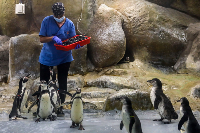 4月25日,在印度孟买拜古拉动物园,饲养员喂食洪堡企鹅.新华社/欧新