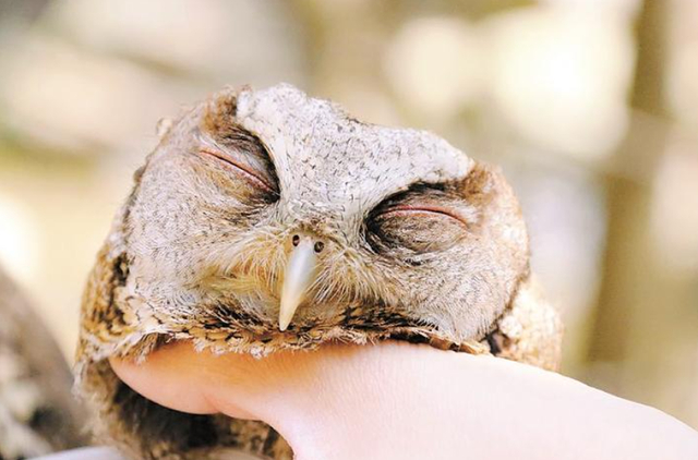 被摸头的领角鸮 通讯员供图