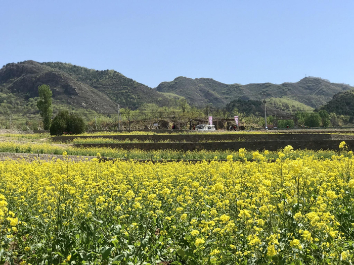 4月26日，平谷区镇罗营镇下营村，油菜花盛开美如画。新京报记者 王颖 摄
