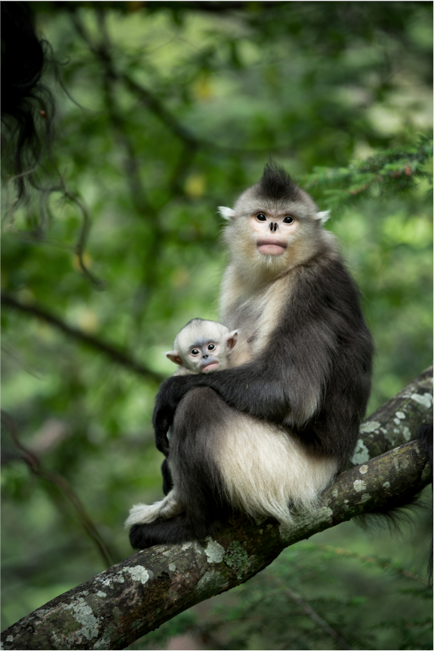滇金丝猴 李建生 摄