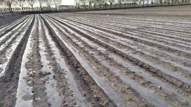 2023年4月25日，经过了一场沙尘暴，下过了一场雨后，何承祥种下的苞谷地里的景象。何承祥 摄