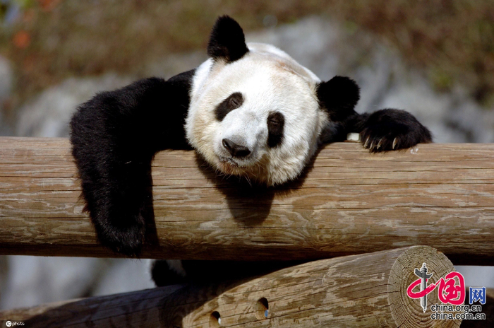 美国田纳西州孟菲斯动物园，旅美大熊猫丫丫。图片来源：东方IC