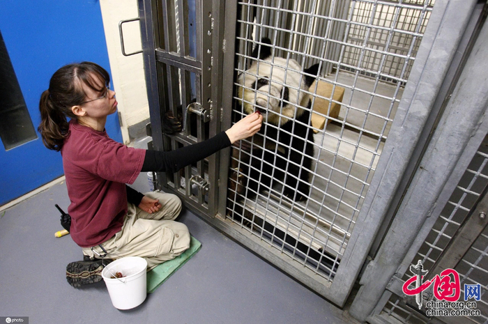 美国田纳西州孟菲斯动物园，旅美大熊猫丫丫。图片来源：东方IC