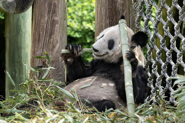 当地时间2023年4月25日，在美国田纳西州孟菲斯动物园拍摄的大熊猫“丫丫”。新华社 图
