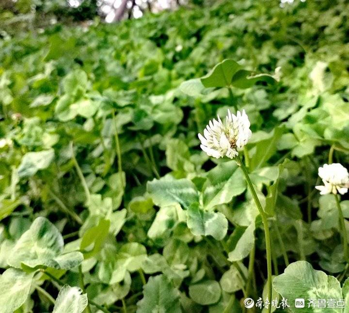 白花苜蓿草