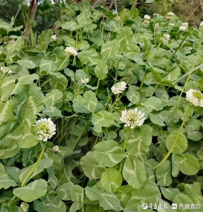 白花苜蓿草