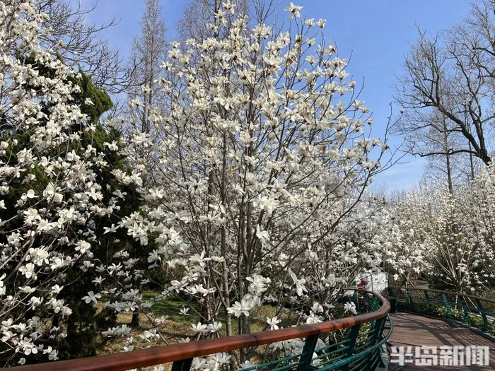 景观桥旁的玉兰花盛放