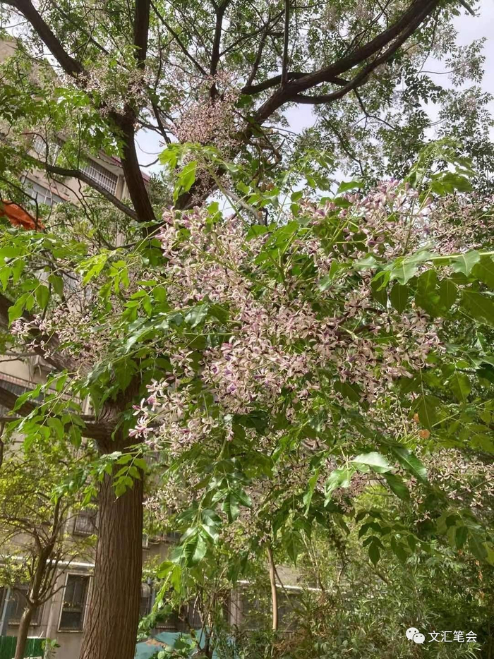 【草木散记】楝树就像我身边颇有才气而被埋没之人，历代都有这样的人 | 何频