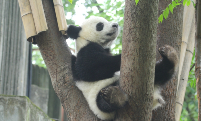 艾玖。图片来源：成都大熊猫繁育研究基地