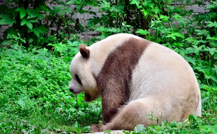 大熊猫七仔。图库版权图片，不授权转载