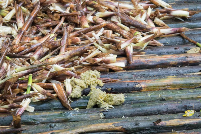 熊猫粪便。图库版权图片，不授权转载