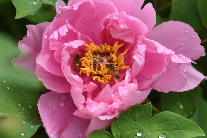 牡丹花开，蜜蜂采蜜忙。新京报记者 王颖 摄