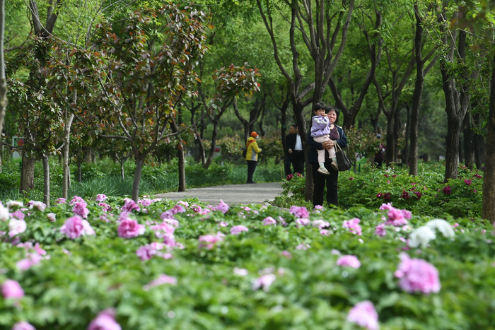 4月28日，通州运河牡丹园中，一朵朵娇艳的牡丹花次第开放。新京报记者 王颖 摄